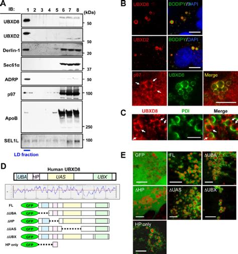 UBXD8 And Other ERAD Related Proteins Were Present In LDs Of Huh7