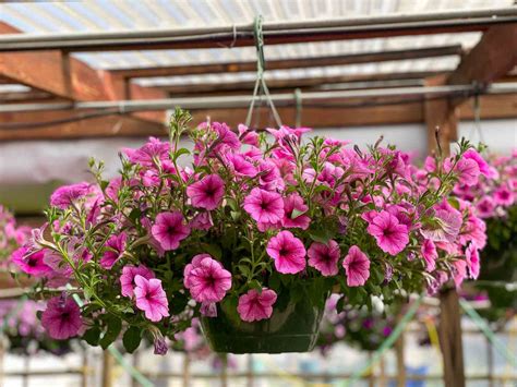 Our Favorite Annual Hanging Baskets For Sun