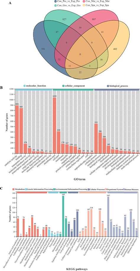 Venn GO and KEGG pathway enrichment analysis of DEGs under 4 μg L