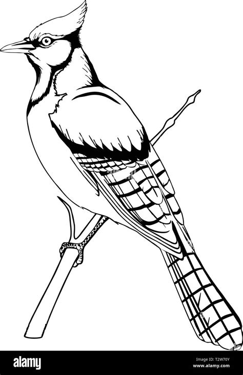 Blue Jay Vector Illustration Stock Vector Image And Art Alamy