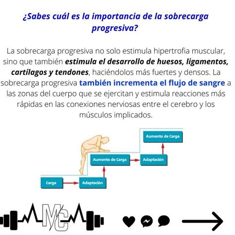 Muscle Hypertrophy Exercises Physical Exercise