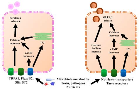 Intestinal Enteroendocrine Cells In Parkinsons Disease Encyclopedia Mdpi