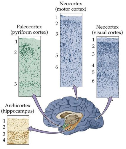 Vorlesung Neuro Karteikarten Quizlet