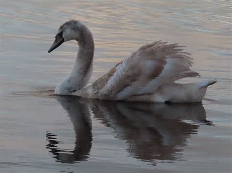 H Ckerschwan Cygnus Olor H Ckerschwan Cygnus Olor Flickr