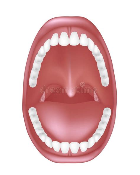 Mouth Anatomy Human Mouth Anatomy Showing Dentition And Throat With