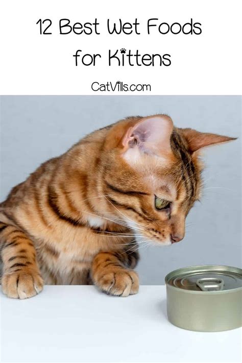 Best Wet Foods For Kittens They Should Try Reviews