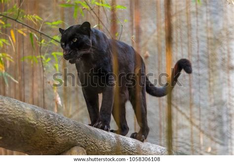 Black Panther Melanistic Color Variant Any Stock Photo 1058306108 | Shutterstock