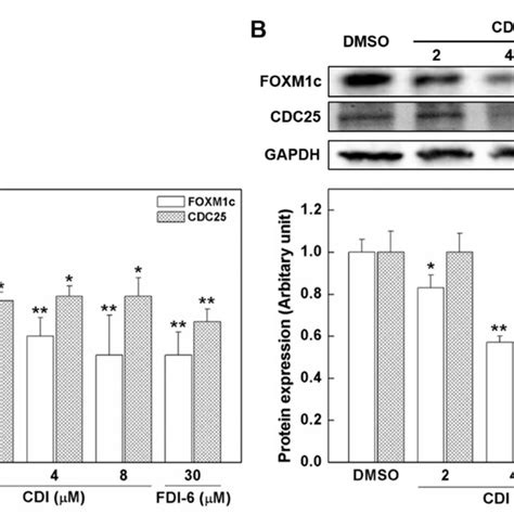 A The Mrna And B Protein Expression Levels Of Foxm C And Foxm