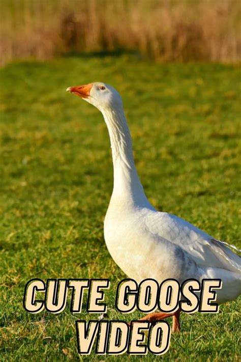 Cute Goose Pet Video