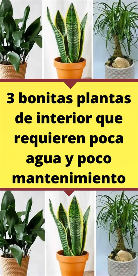 3 Bonitas Plantas De Interior Que Requieren Poca Agua Y Poco Mantenimiento Artofit