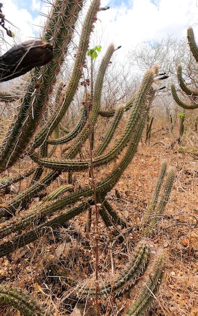 A Caatinga É Um Bioma Exclusivamente Brasileiro - Caatinga é o único bioma exclusivamente brasileiro | Foto Premium
