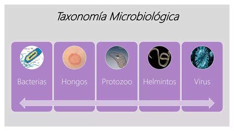 Clase Microbiolog A Y Generalidades Ppt