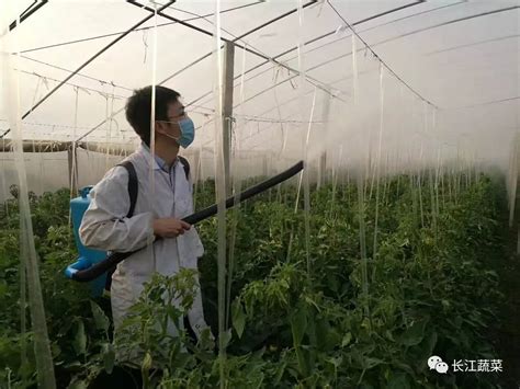 肥药减下去，质效提上来 记荆门市“设施蔬菜化肥农药减施增效技术集成研究与示范”技术培训 长江蔬菜