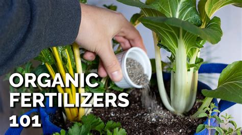 Why You Should Use Organic Fertilizer And What Are The Benefits Of