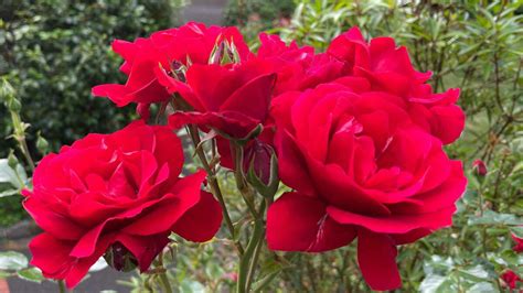 Rosa Dublin Bay A Great Climbing Rose