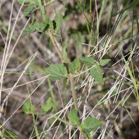 Scarlet Spiderling What S That Weed September Ecoquest Guide