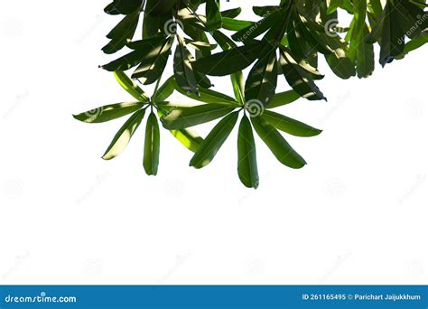 Green Leaf Isolated On White Background Stock Image Image Of Bright