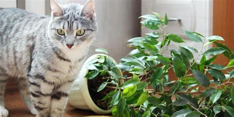 The Benefits Of Thyme For Cats