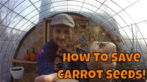 How To Save Carrot Seeds Youtube