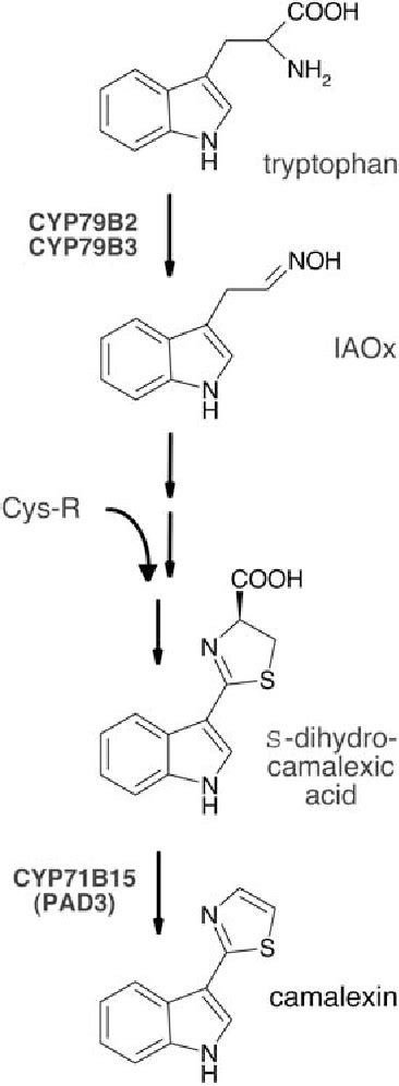 Figure From Cyp B Pad Catalyzes The Final Step In