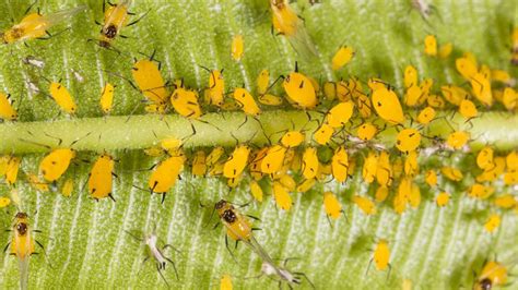 Everything You Need To Know About Aphids Including How To Control Them Full Circle Farm