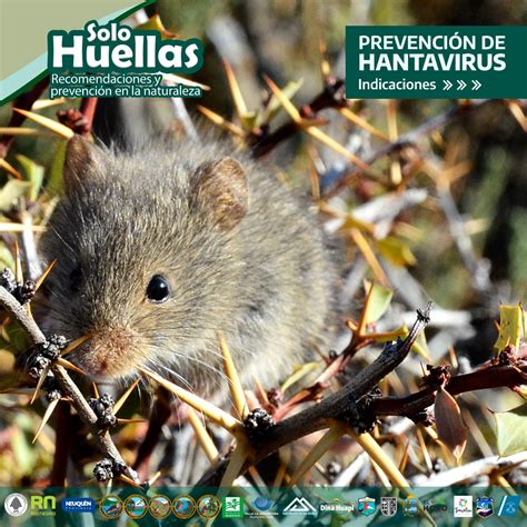 Hantavirus Prevenir Enfermedades Transmitidas Por Roedores