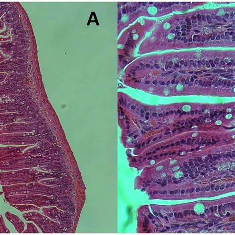 A And B Hematoxylin And Eosin Stain Of An Ileum Section Of A Mouse