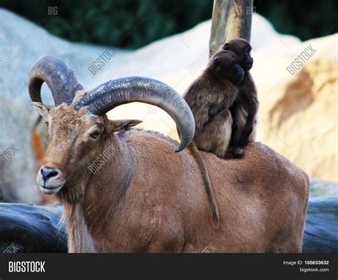 Mountain Goat Horns, Image & Photo (Free Trial) | Bigstock