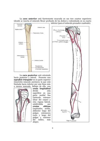 Ostelogía Del Antebrazo Humano 09 PDF