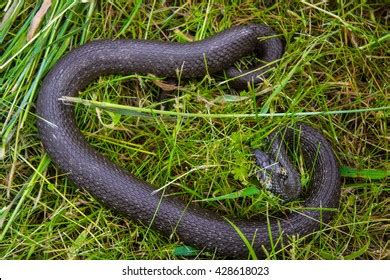 16 Corn Snake Basking Royalty Free Photos And Stock Images Shutterstock