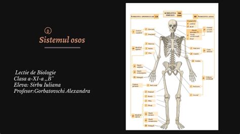 sistemul osos by sirbu iuliana iuliana sirbu on Prezi