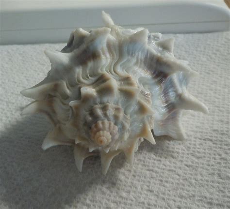 Rare Crown Conch Melongena Corona 92mm F Monster Spines Cypraea Conus