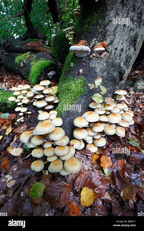 Sulphur Tuft Fungi Hypholoma Fasciculare Growing On Decaying Tree