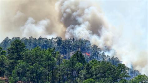 Alrededor De 39000 Hectáreas De Bosque Han Sido Afectadas Por 839