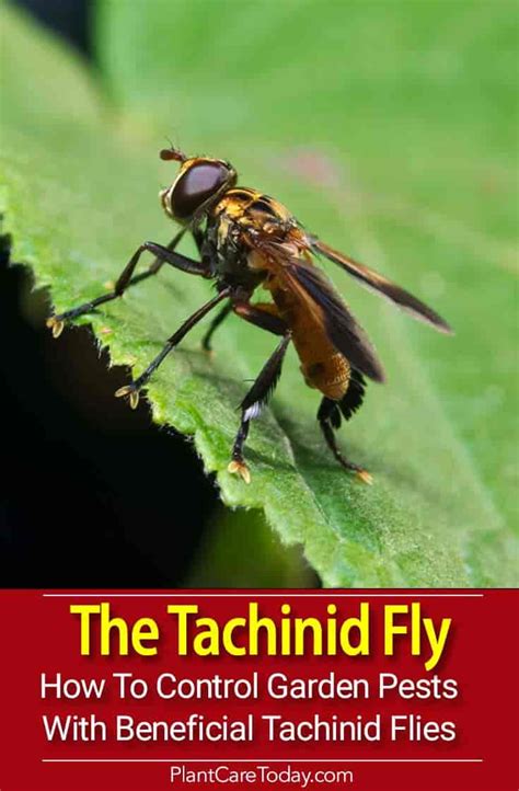 Tachinid Fly: Control Garden Pests With Beneficial Tachinid Flies