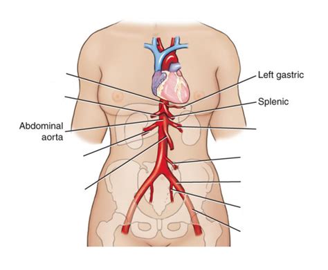 Branches Of Abdominal Aorta Diagram Quizlet