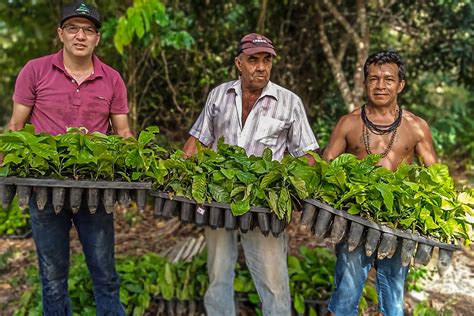 Semagri Entrega Mil Mudas De Caf A Povos Ind Genas Cerca De