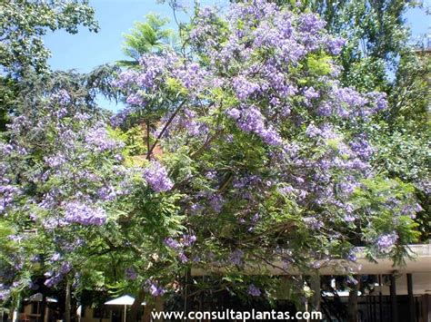 Jacaranda Mimosifolia O Palisandro Del Brasil Cuidados