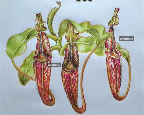 My Drawing Of Nepenthes Mollis In Color D Rsavagegarden