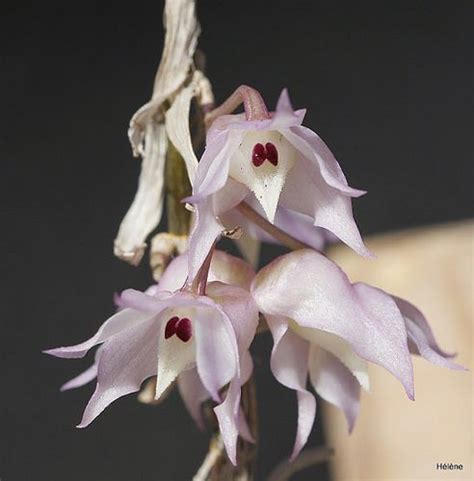 Dendrobium Aduncum Orchid Flower Orchids Dendrobium Orchids