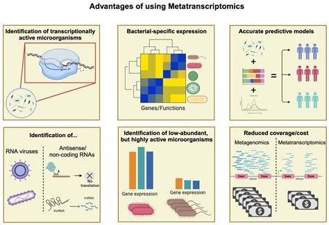 IJMS Free Full Text Microbiomes Their Function And Cancer How