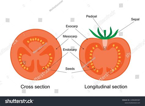 Black And White Diagram Of Longitudinal Section Of Orange Draw A Neat