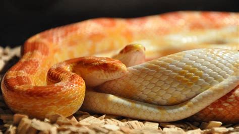 Do Corn Snakes Bite Everything You Need To Know