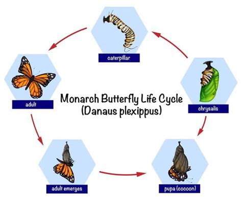 Monarch butterfly life cycle eps vector | UIDownload