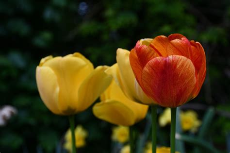 Tulipanes Flores Plantas Foto Gratis En Pixabay Pixabay