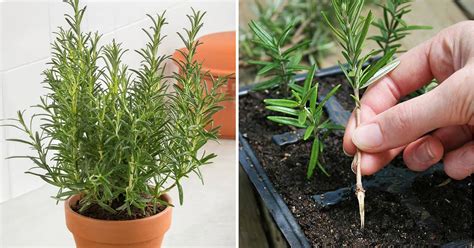 C Mo Cultivar Romero En Maceta A Partir De Una Ramita O De Semillas