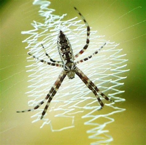 Crazy web | Spider art, Spider, Bugs and insects