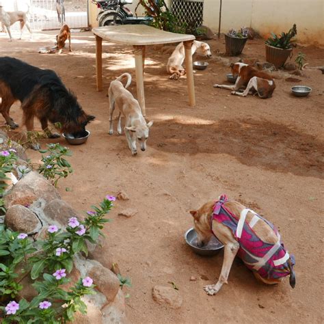 Feeding Time At The Small Animal Clinic Karuna Society For Animals