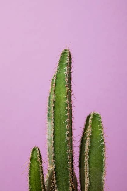 Free Photo Still Life With Cactus Plant