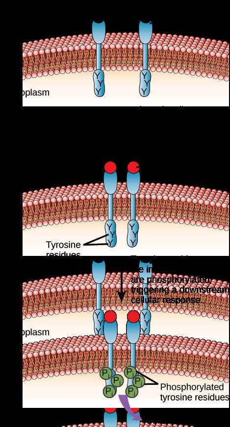 Signaling Molecules And Cellular Receptors OpenStax Biology Study